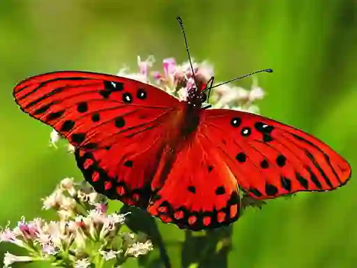 Spil Nature Jigsaw Puzzle Butterfly online