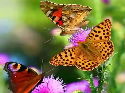 Spil Butterfly Slide online