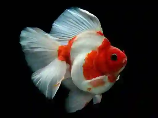 Spil Gold Fish Jigsaw Puzzle online