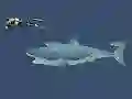Spil Mad Shark online