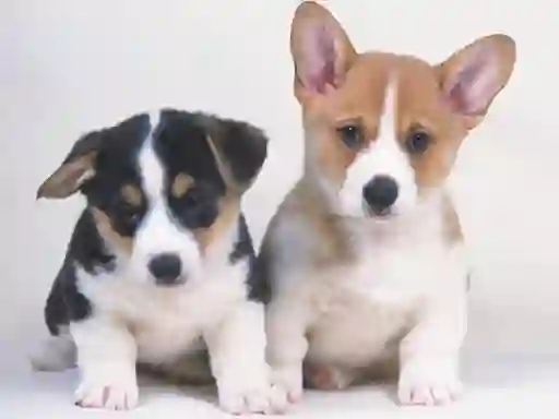 Spil Cute Puppies Puzzle online