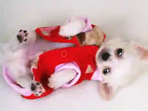 Spil Lovely Puppy Slide online