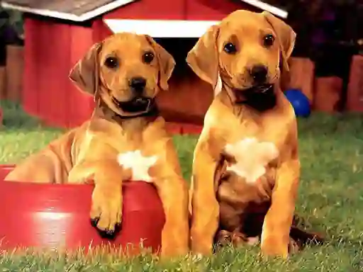 Spil Puppy Pairs Puzzle online