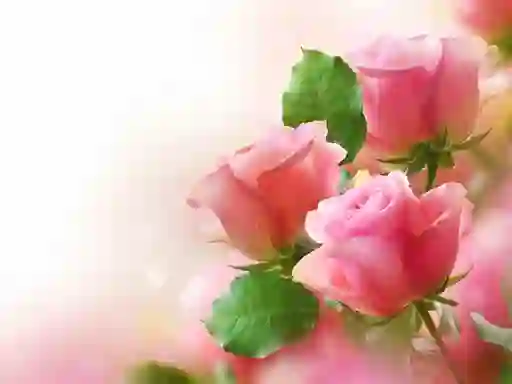 Spil Pink Roses online