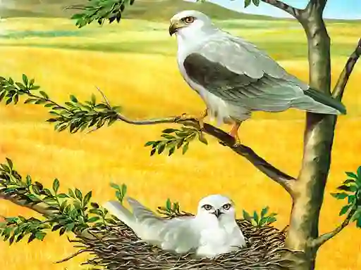 Spil Birds Of Prey Puzzle online