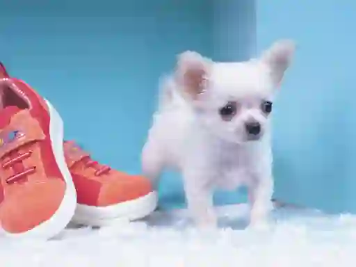 Spil Lovely Puppy Puzzle online