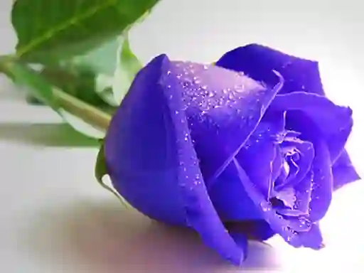 Spil Blue Roses online