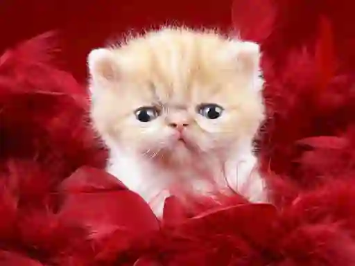 Spil Funny Kitty online
