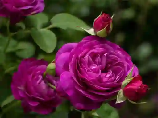 Spil Purple Roses online