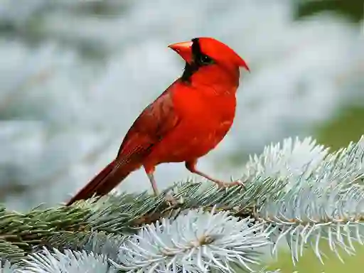 Spil Birds Puzzle online