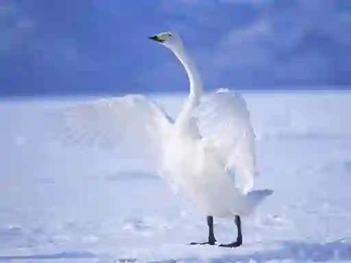 Spil Graceful Swans online