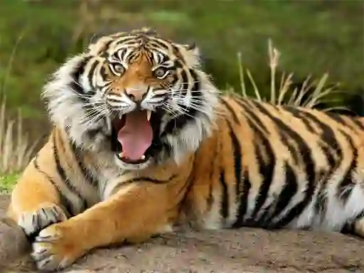 Spil Animals Jigsaw Puzzle Tiger online