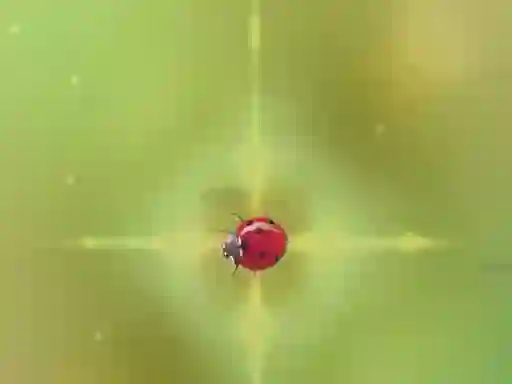 Spil Pest Control online