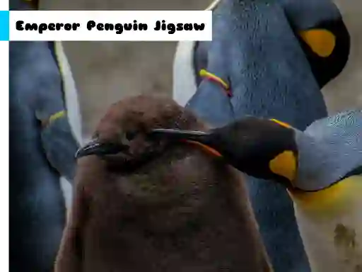 Spil Emperor Penguin Jigsaw online