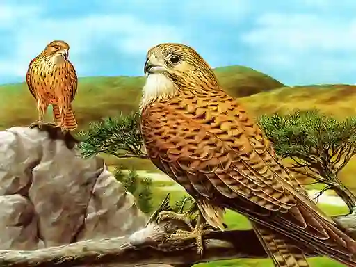 Spil Birds of Prey Slide online