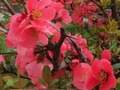 Spil Forår blomster: skjulte objekter  online