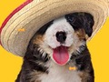Spil Funny Dog: Hidden Bones  online