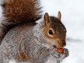 Spil Jigsaw Puzzle X-Mas online