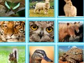 Spil F.eks. Pic quiz online