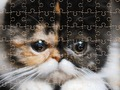 Spil Eksotiske katte puslespil  online