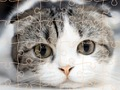 Spil Katte puslespil tid  online