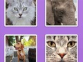 Spil Billede Slider Animals  online