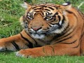 Spil Zoo trivia online