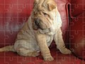 Spil Jigsaw Puzzles Classic online