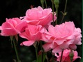 Spil Pink roser online