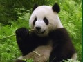 Spil Pandas-puslespil  online