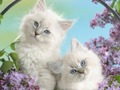 Spil Sjov Kitty  online