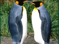 Spil Penguin -puslespil online