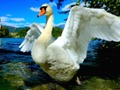 Spil Swans glider online