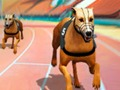 Spil Crazy Dog Racing Fever  online