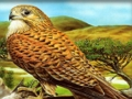 Spil Rovfuglepuslespil  online