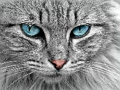 Spil Cat Eye's puslespil  online