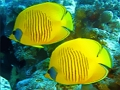 Spil Underwater World Jigsaw online