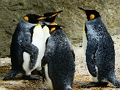 Spil King Penguin Jigsaw online