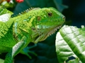Spil Vild leguan  online