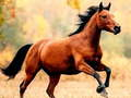 Spil Hesterutschebane  online