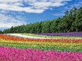 Spil Farverig blomsterhave stiksav  online