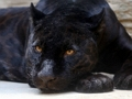 Spil Black Panther stiksav  online