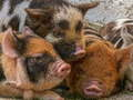 Spil Pattegris Piggy stiksav  online