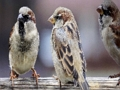 Spil Sparrow familie stiksav  online