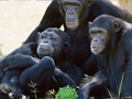 Spil Sjov Chimpanse Jungle Escape  online