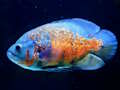 Spil Tiger Fish Jigsaw online