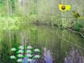 Spil Sunlight Forest Adventure online