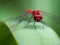 Spil Dragon Fly stiksav  online
