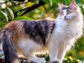 Spil Roter puslespil - katte og hunde  online