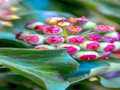Spil Ivy Plant stiksav  online